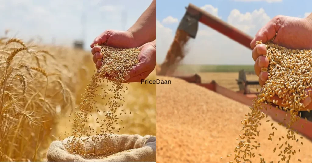 Wheat Price in Pakistan