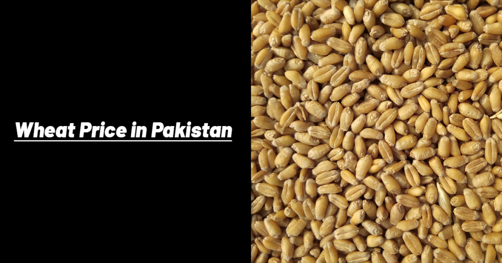 wheat price in pakistan