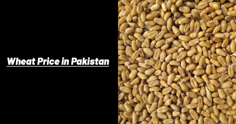 Wheat Price in Pakistan Today 2026 | Punjab Gandum Rate - 40 KG Updated ...