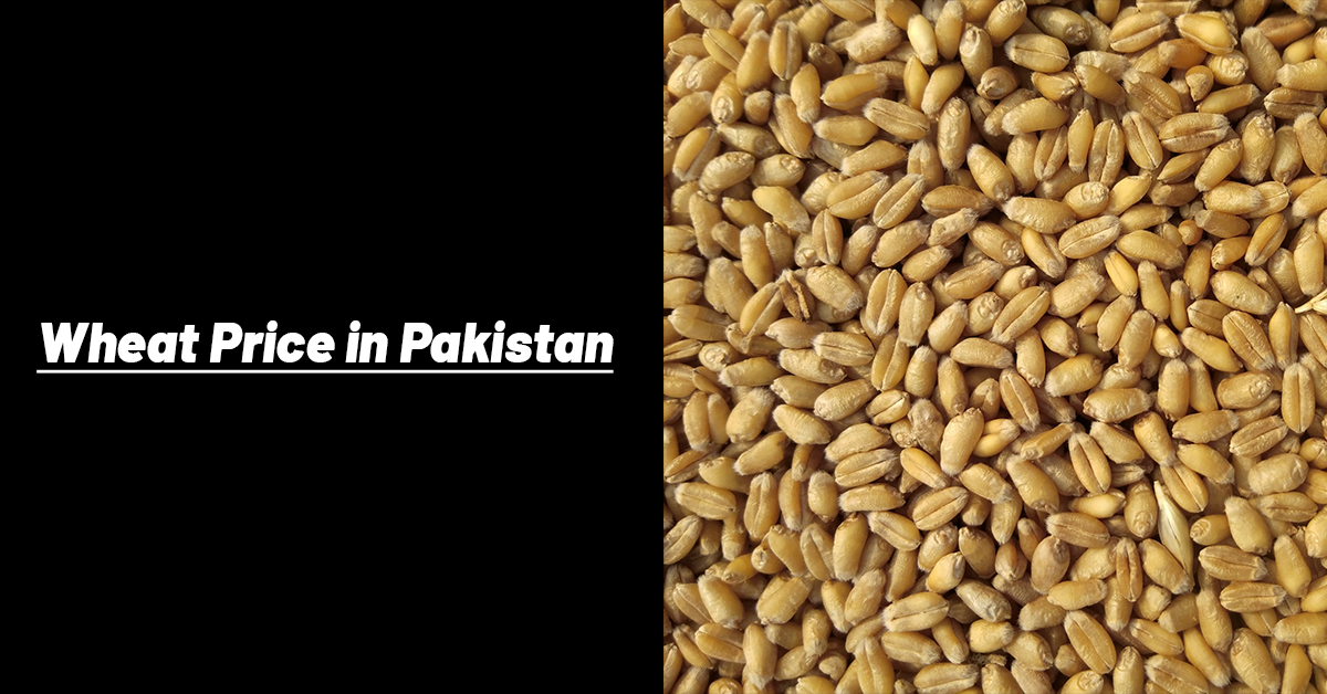 Wheat Price in Pakistan Today 2026 | Punjab Gandum Rate - 40 KG Updated ...